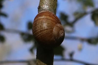Escargot de Bourgogne