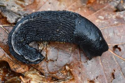 Grande limace