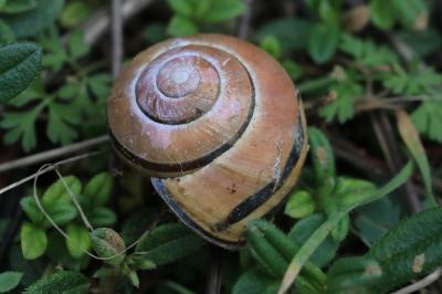 Escargot des haies