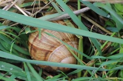 Escargot de Bourgogne