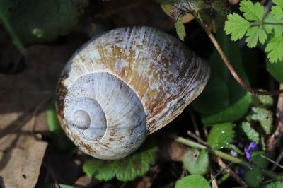Escargot de Bourgogne