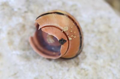 Escargot des haies