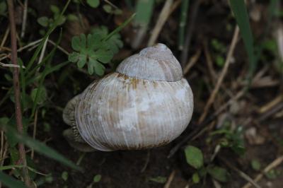 Escargot de Bourgogne
