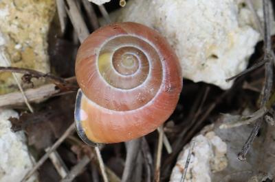 Cepaea nemoralis