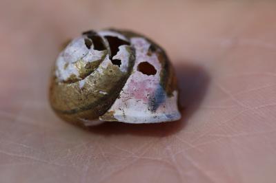 Escargot des haies