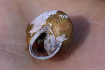 Escargot des haies