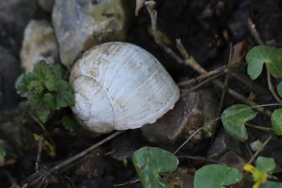 Escargot de Bourgogne