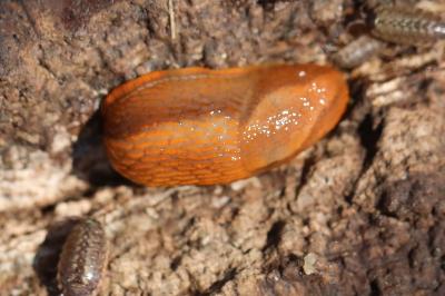 Loche roussâtre