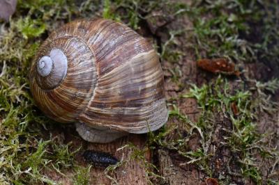 Escargot de Bourgogne