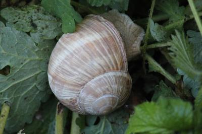 Escargot de Bourgogne
