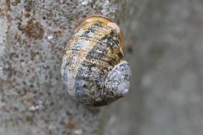 Escargot petit-gris