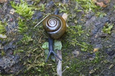 <i>Oxychilus</i>