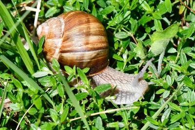 Escargot de Bourgogne