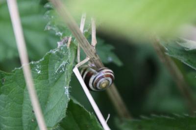 <i>Cepaea</i>