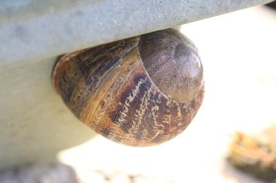 Escargot petit-gris