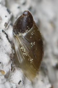 Oxyloma elegans