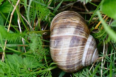 Escargot de Bourgogne