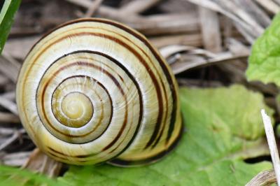 Escargot des haies
