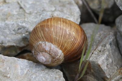 Escargot de Bourgogne