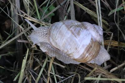 Escargot de Bourgogne