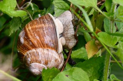 Escargot de Bourgogne