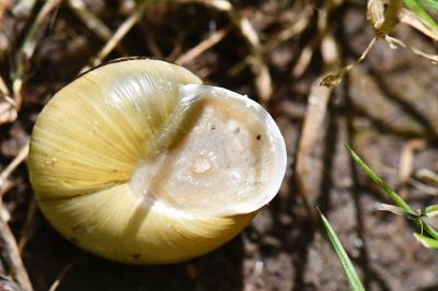 Escargot des jardins