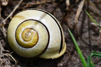 Escargot des jardins