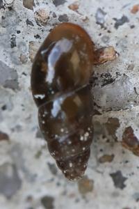 Cochlicopa lubrica