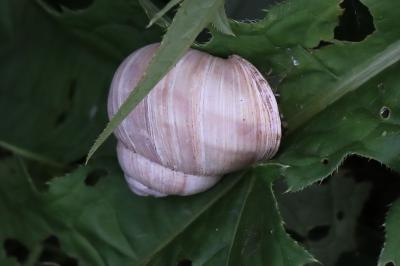 Escargot de Bourgogne