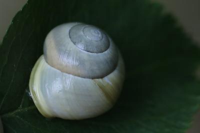 Escargot des jardins