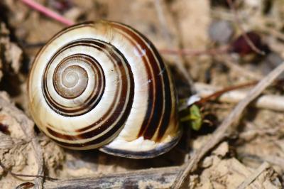 Escargot des haies