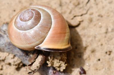 Escargot des haies
