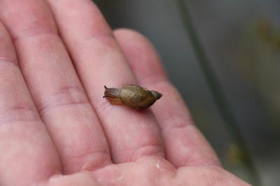 Ambrette amphibie