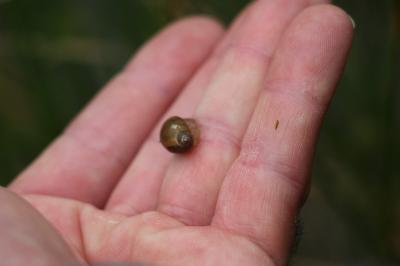 Ambrette amphibie