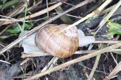 Escargot de Bourgogne