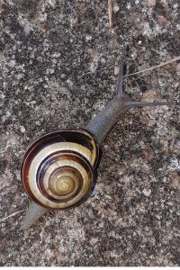 Escargot des haies