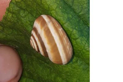 Caragouille globuleuse