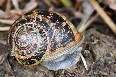 Escargot petit-gris