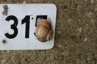 Escargot de Bourgogne