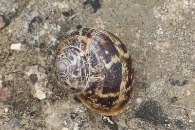 Escargot petit-gris