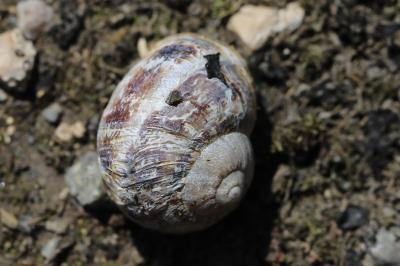 Escargot petit-gris