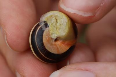 Escargot des jardins
