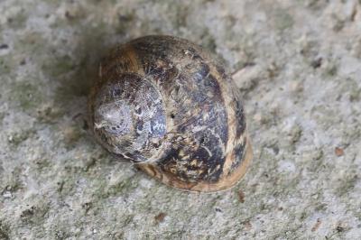 Escargot petit-gris