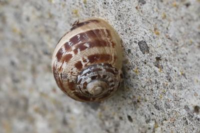 Escargot petit-gris