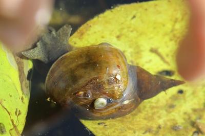 Lymnaea stagnalis