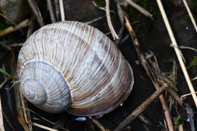 Helix pomatia