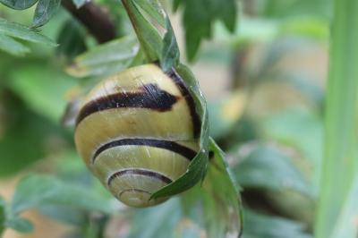 Escargot des haies
