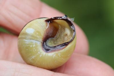 Escargot des haies