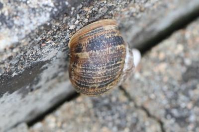 Escargot petit-gris