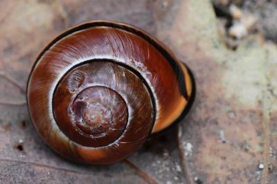 Escargot des haies